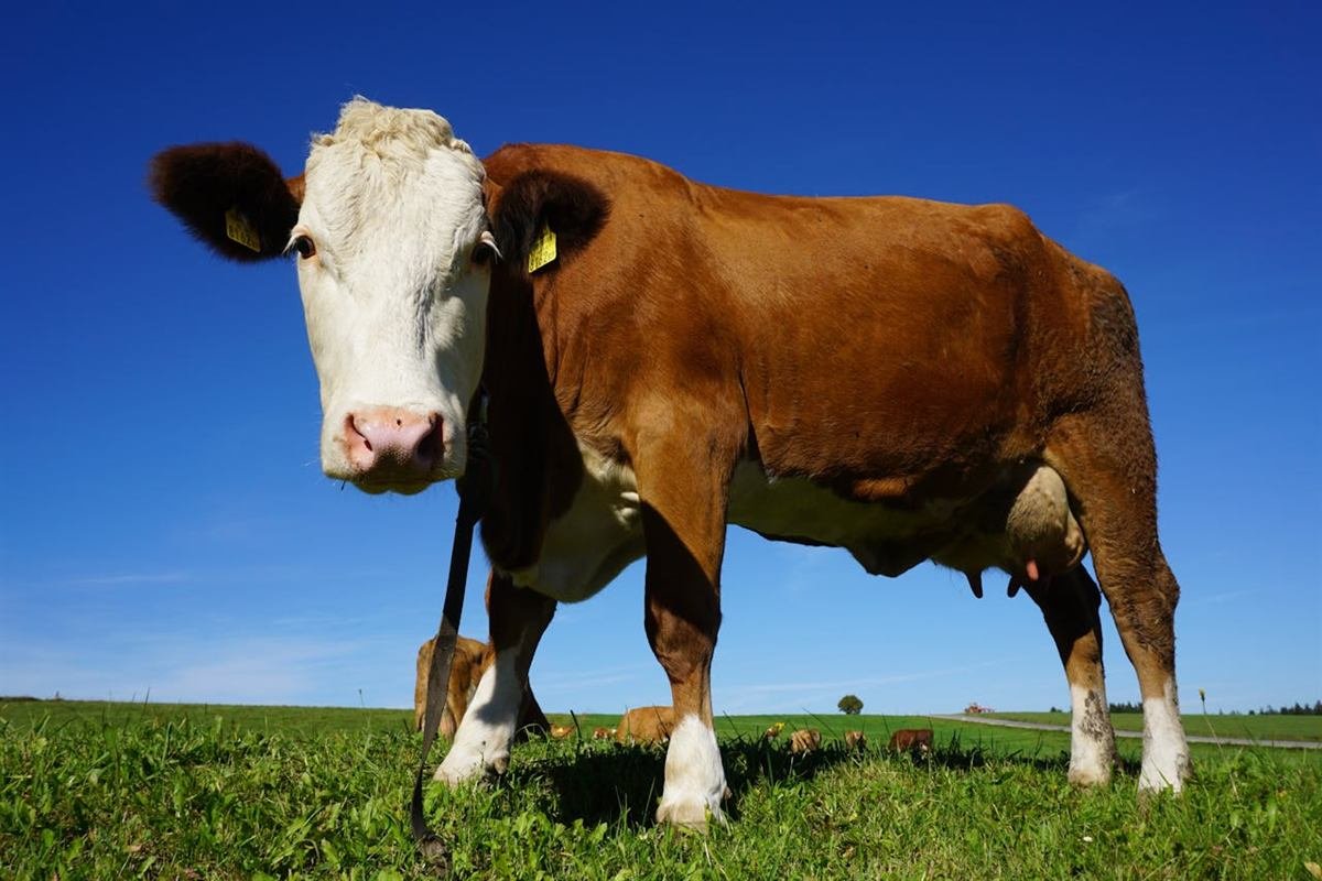 Beef cattle in pasture