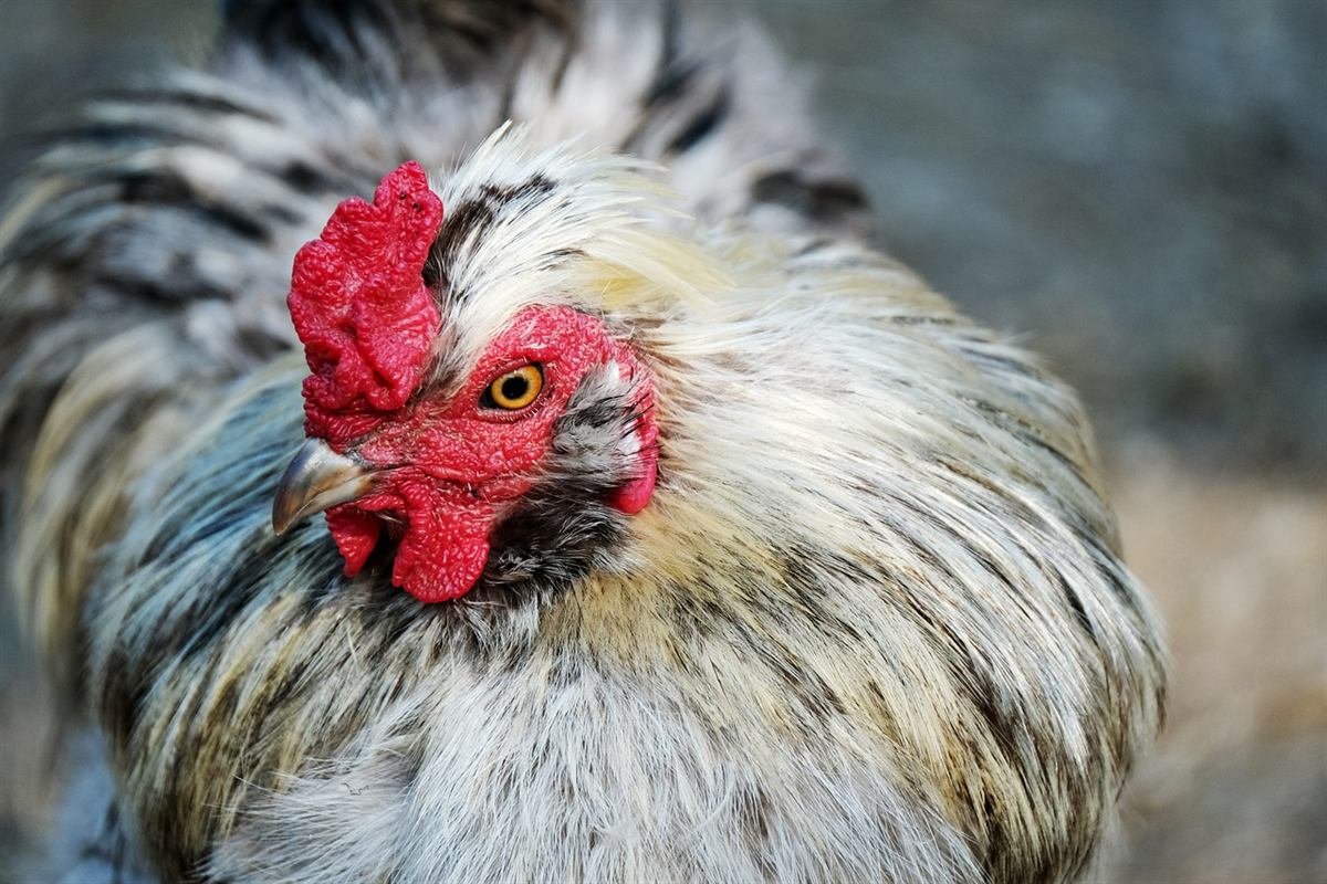 Free-range chicken